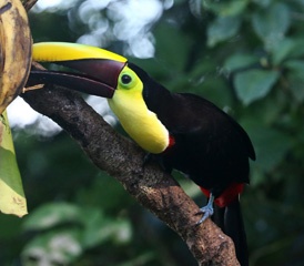 Toucan